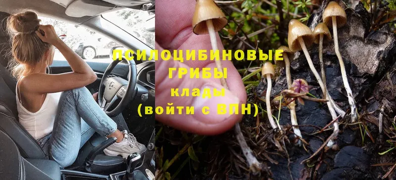 Псилоцибиновые грибы Psilocybe Весьегонск